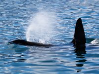Orcinus orca 10, Orca, Saxifraga-Bart Vastenhouw