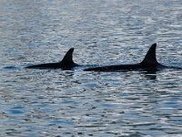 Orcinus orca 11, Orca, Saxifraga-Bart Vastenhouw