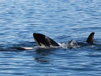 Orcinus orca 12, Orca, Saxifraga-Bart Vastenhouw