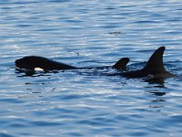 Orcinus orca 13, Orca, Saxifraga-Bart Vastenhouw