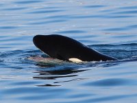 Orcinus orca 14, Orca, Saxifraga-Bart Vastenhouw