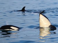 Orcinus orca 15, Orca, Saxifraga-Bart Vastenhouw