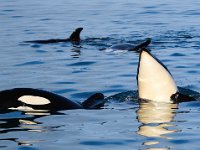 Orcinus orca 16, Orca, Saxifraga-Bart Vastenhouw