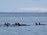 Orcinus orca 17, Orca, Saxifraga-Bart Vastenhouw