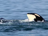 Orcinus orca 18, Orca, Saxifraga-Bart Vastenhouw