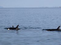 Orcinus orca 19, Orca, Saxifraga-Bart Vastenhouw