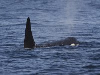 O  Orca, Orcinus orca : Canada, Killer Whale, Orca, Orcinus orca, Telegraph Cove, Vancouver Island, black, fin, groot, large, mammal, pod, sea, summer, surfacing, swimming, vin, water, zee, zomer, zoogdier, zwart, zwemmend