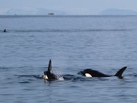 Orcinus orca 20, Orca, Saxifraga-Bart Vastenhouw