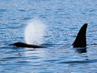 Orcinus orca 21, Orca, Saxifraga-Bart Vastenhouw