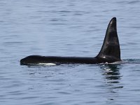 Orcinus orca 22, Orca, Saxifraga-Bart Vastenhouw