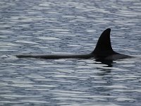 Orcinus orca 23, Orca, Saxifraga-Bart Vastenhouw