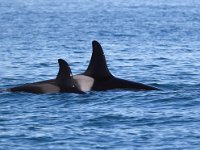 Orcinus orca 25, Orca, Saxifraga-Bart Vastenhouw