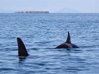 Orcinus orca 27, Orca, Saxifraga-Bart Vastenhouw