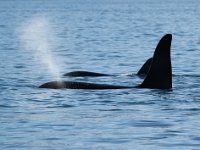 Orcinus orca 28, Orca, Saxifraga-Bart Vastenhouw