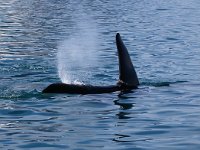 Orcinus orca 29, Okca, Saxifraga-Bart Vastenhouw