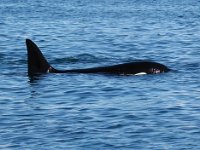 Orcinus orca 30, Orka, Saxifraga-Bart Vastenhouw