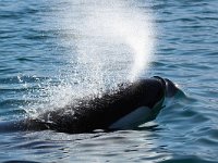 Orcinus orca 31, Orka, Saxifraga-Bart Vastenhouw