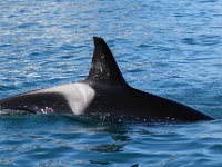 Orcinus orca 32, Orka, Saxifraga-Bart Vastenhouw