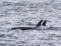 Orcinus orca 33, Orka, Saxifraga-Mark Zekhuis