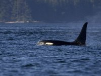 Orca, Orcinus orca  Orca, Orcinus orca : Canada, Killer Whale, Orca, Orcinus orca, Telegraph Cove, Vancouver Island, black, fin, groot, large, mammal, pod, sea, summer, surfacing, swimming, vin, water, zee, zomer, zoogdier, zwart, zwemmend
