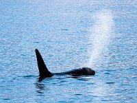 Orcinus orca 5, Orca, Saxifraga-Bart Vastenhouw