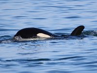 Orcinus orca 6, Orca, Saxifraga-Bart Vastenhouw