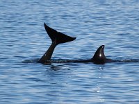 Orcinus orca 7, Orca, Saxifraga-Bart Vastenhouw