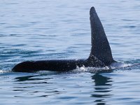 Orcinus orca 8, Orca, Saxifraga-Bart Vastenhouw