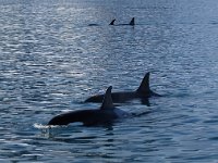 Orcinus orca 9, Orca, Saxifraga-Bart Vastenhouw