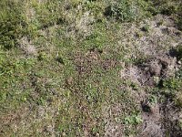 Oryctolagus cuniculus 30, Konijn, Saxifraga-Roel Meijer  Rabbit dropping on moss : animal, droppings, moss, rabbit, sand