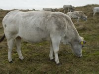 Piemontees cattle 2, Saxifraga-Jan Nijendijk