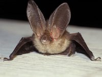 Plecotus auritus, Brown Long-eared Bat