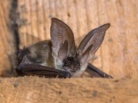Plecotus austriacus