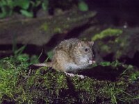 Rattus norvegicus 13, Bruine rat, adult, Vledder, Saxifraga-Theo Verstrael
