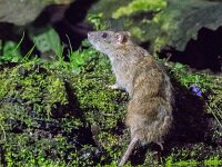 Rattus norvegicus 14, Bruine rat, adult, Vledder, Saxifraga-Theo Verstrael