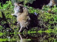 Rattus norvegicus 15, Bruine rat, adult, Vledder, Saxifraga-Theo Verstrael