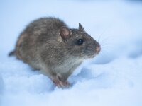 Rattus norvegicus 18, Bruine rat-Saxifraga-Luc Hoogenstein