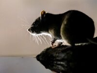 Brown rat in darkness on river bank.  Brown rat (Rattus norvegicus) on bank at night. Netherlands. Wildlife in nature of Europe. : Rattus norvegicus, adorable, animal, anxiety, background, brown, brown rat, closeup, common rat, cute, dark, darkness, disgusting, environment, europe, european, fauna, fear, field, fur, grass, head, infestation, jump, looking, mammal, mouse, natural, nature, night, norway rat, norwegian rat, omnivore, one, pest, pest control, pet, rat, rodent, rodents, salmonellae, slew, small, tail, water, wild, wild colored, wildlife