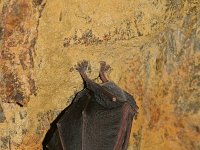 Rhinolophus ferrumequinum, Greater Horseshoe Bat