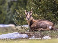 Young Chamois resting looking at camera  Pyrenean Chamois (Rupicapra rupicapra) is a species of goat antelope native to mountains in Europe, including the European Alps, the Pyrenees, the Carpathians, the Tatra Mountains, the Balkans, the Rila - Rhodope massif, parts of Turkey and Caucasus : alpine, alps, animal, aragon, beautiful, brown, chamois, cute, europe, european, fauna, fur, game, goat, grass, green, habitat, high, hiking, horn, huesca, hunt, landscape, mammal, mountain, national, natural, nature, one, ordesa, outdoor, park, portrait, pyrenees, rock, rupicapra, rupicapra rupicapra, slovakia, stone, summer, top, travel, valley, walk, wild, wild animals, wilderness, wildlife, young