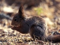Sciurus vulgaris, Red Squirrel