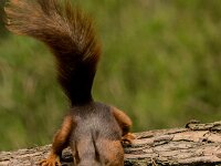Sciurus vulgaris 192, Eekhoorn, adult, Putte (B), Saxifraga-Theo Verstrael