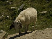 Sheep 14, Saxifraga-Willem van Kruijsbergen