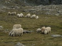 Sheep 15, Walliser Schwarznase 2, Saxifraga-Willem van Kruijsbergen