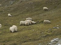 Sheep 16, Walliser Schwarznase 3, Saxifraga-Willem van Kruijsbergen