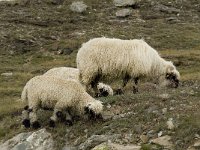 Sheep 17, Walliser Schwarznase 4, Saxifraga-Willem van Kruijsbergen