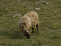 Sheep 18, Walliser Schwarznase 5, Saxifraga-Willem van Kruijsbergen