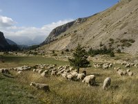 Sheep 2, F, Hautes Alpes, Noyer, Col de Noyer, Saxifraga-Jan van der Straaten