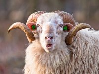 ridiculous sheep  Sheep with big horns putting up ridiculous face : Drenthe, Netherlands, amusing, ancient, animal, aries, crazy, dutch, emotion, eyes, face, funny, heath, heather, horn, landscape, long-tailed, male, mammal, moorland, mouth, ram, ridiculous, rural, sheep, shepherd, smile, summer, sun, tradition, tree, weird