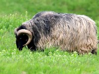 Sheep 22, Ovis Aries, Heidschnucke, Saxifraga-Bart Vastenhouw